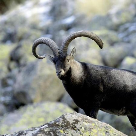El Desvan De Gredos Navarredonda de Gredos Eksteriør bilde